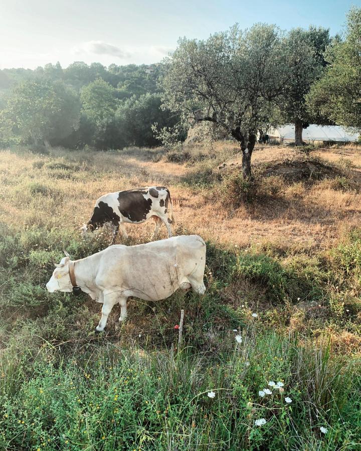 La Casa Di Ester Nel Cilento Angellara Exteriör bild